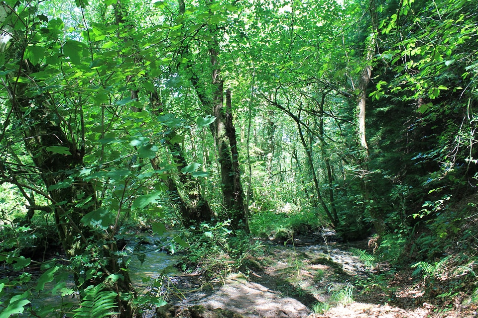 Birch branch environment photo