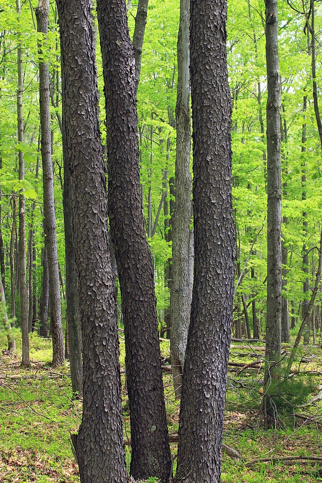 Branch environment fence photo