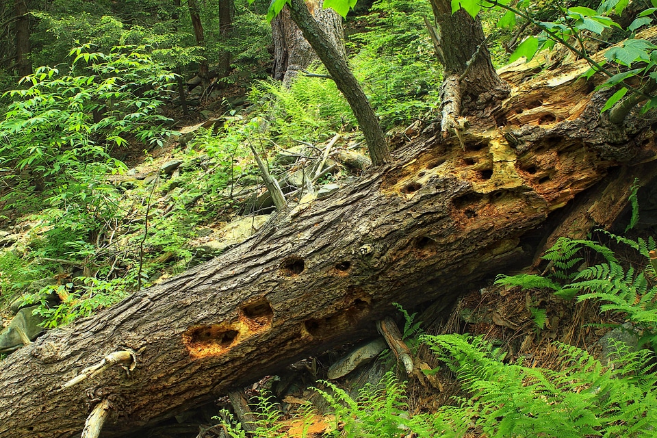 Bark branch environment