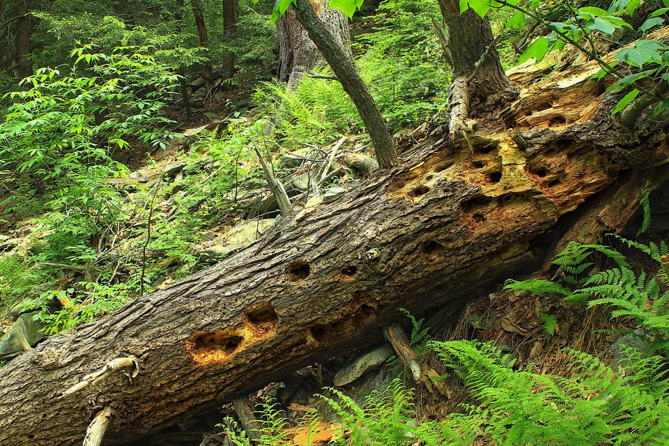 Bark branch environment photo