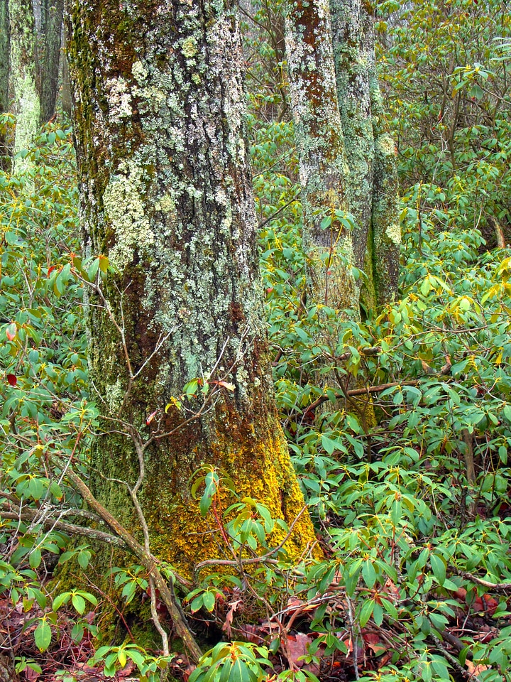 Autumn bark birch photo