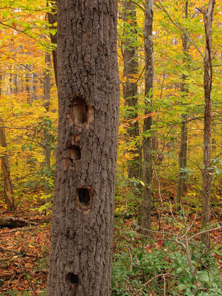 Autumn autumn season bark