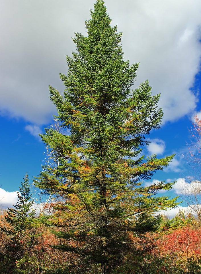 Autumn autumn season branch