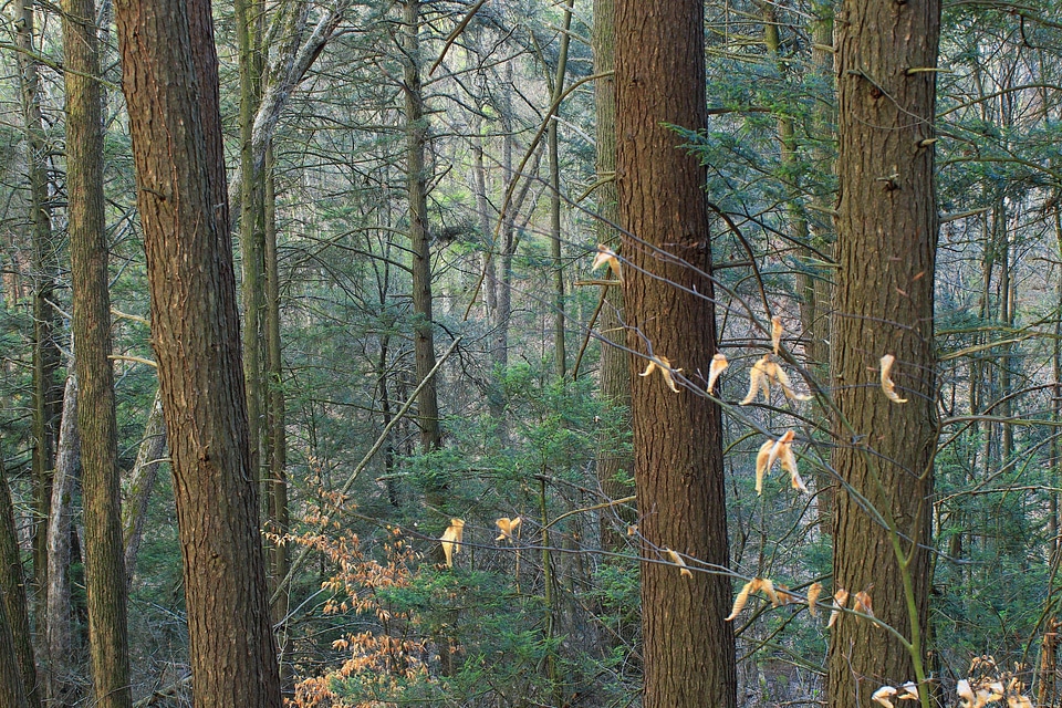Autumn conifer conifers
