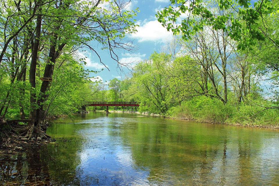 Branch environment foliage