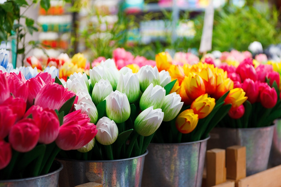 Colorful tulip tulips