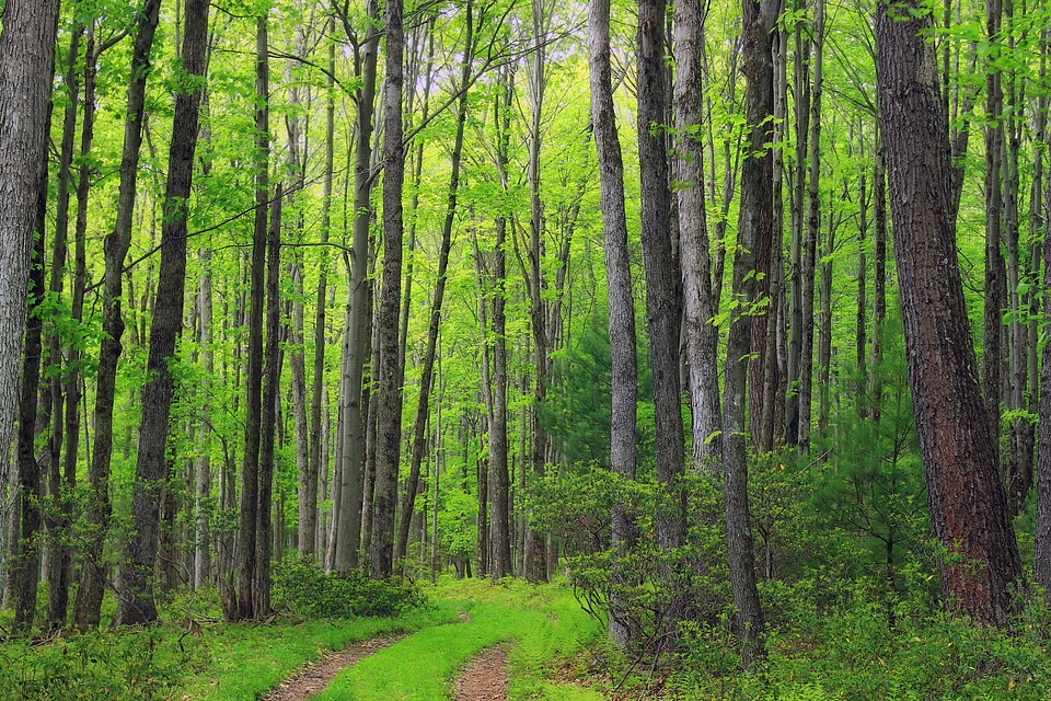 Birch branch environment