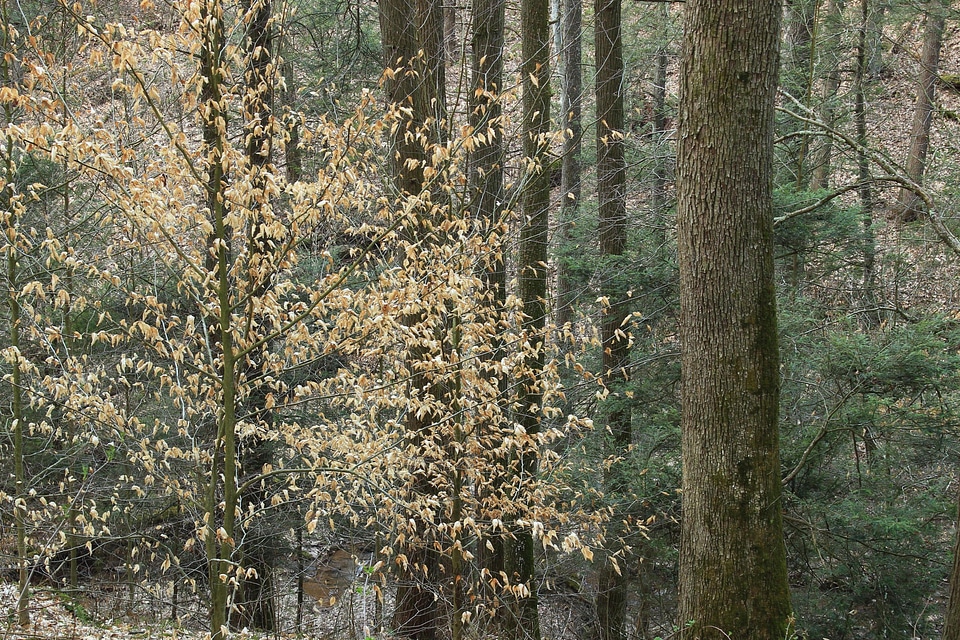 Birch branch environment