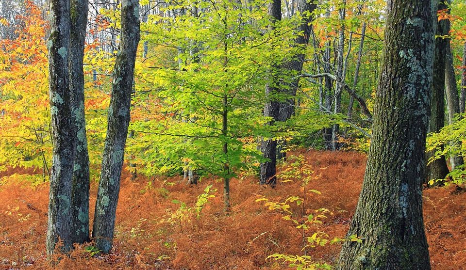 Autumn autumn season birch photo