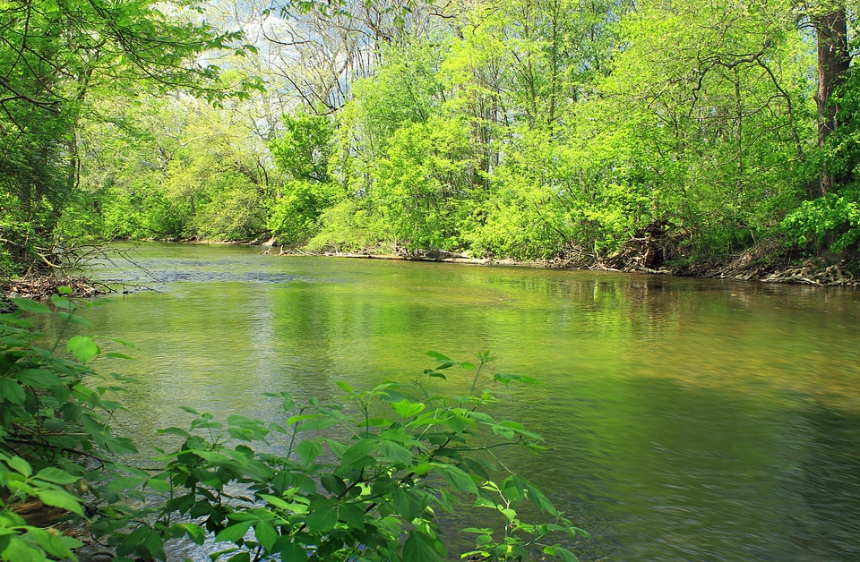 Branch environment foliage