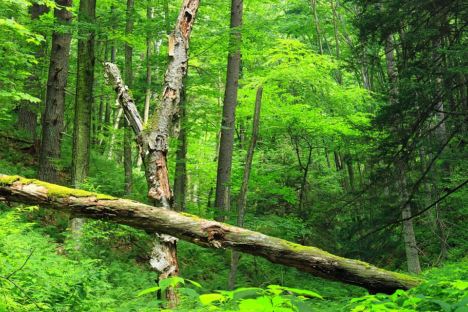 Birch branch environment