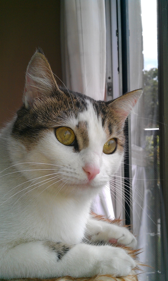 Animals pet cat's eyes