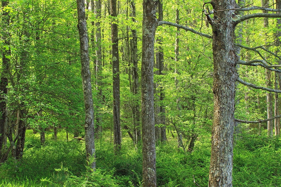 Birch branch countryside