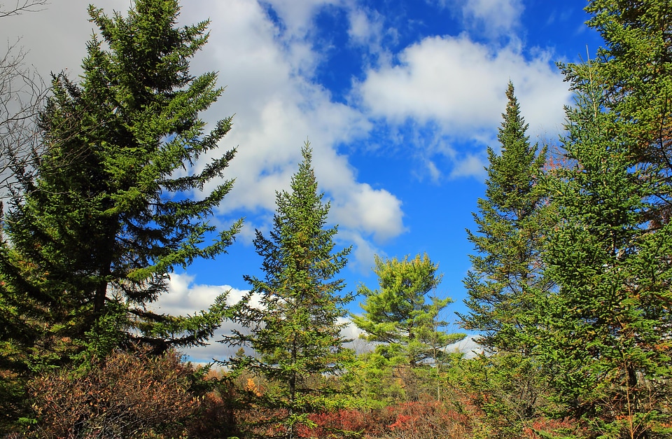Branch conifer environment