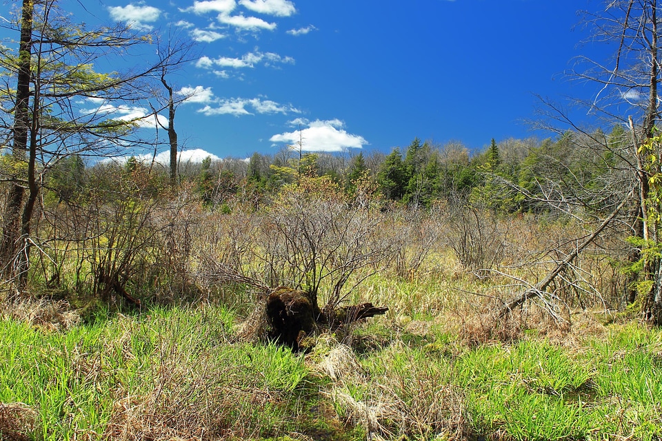 Branch environment foliage