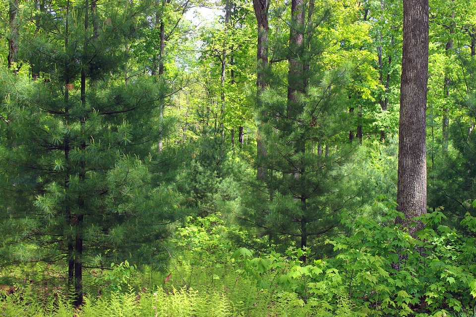 Birch branch environment