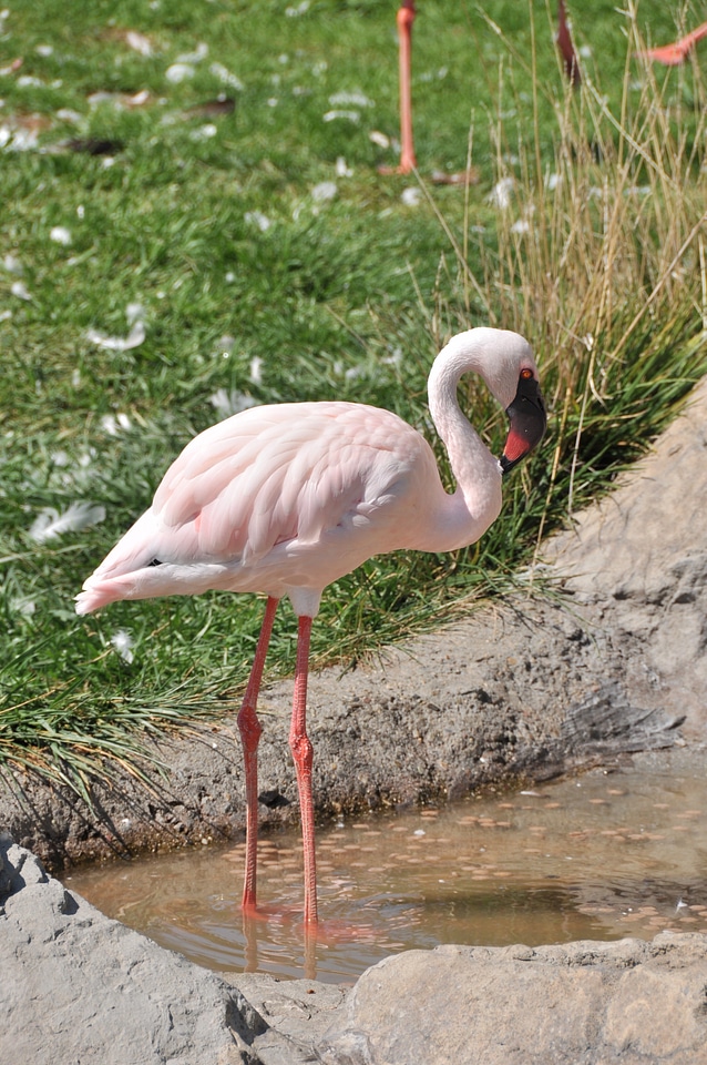 Pink avian fauna