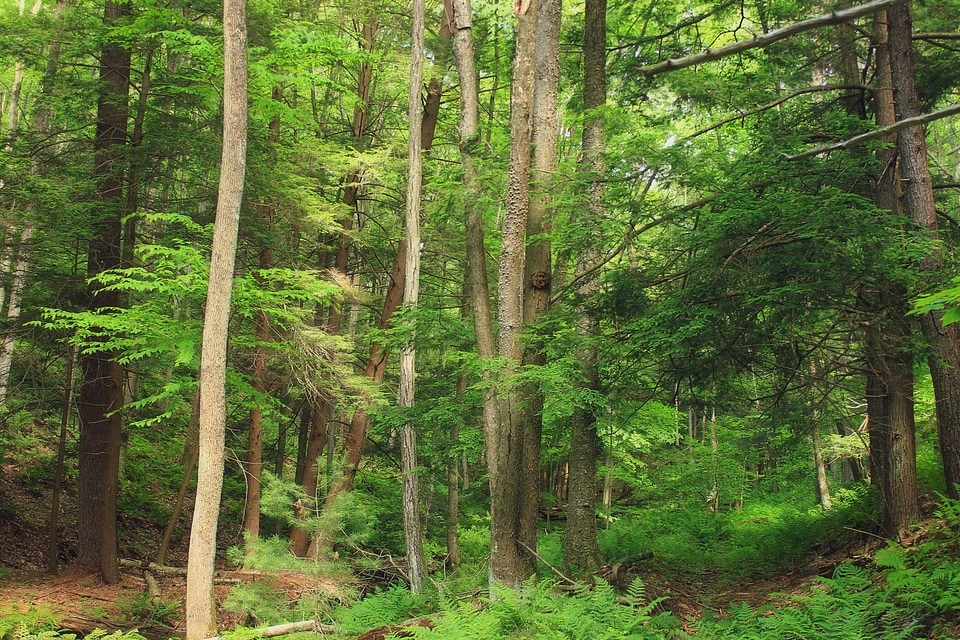 Birch branch environment