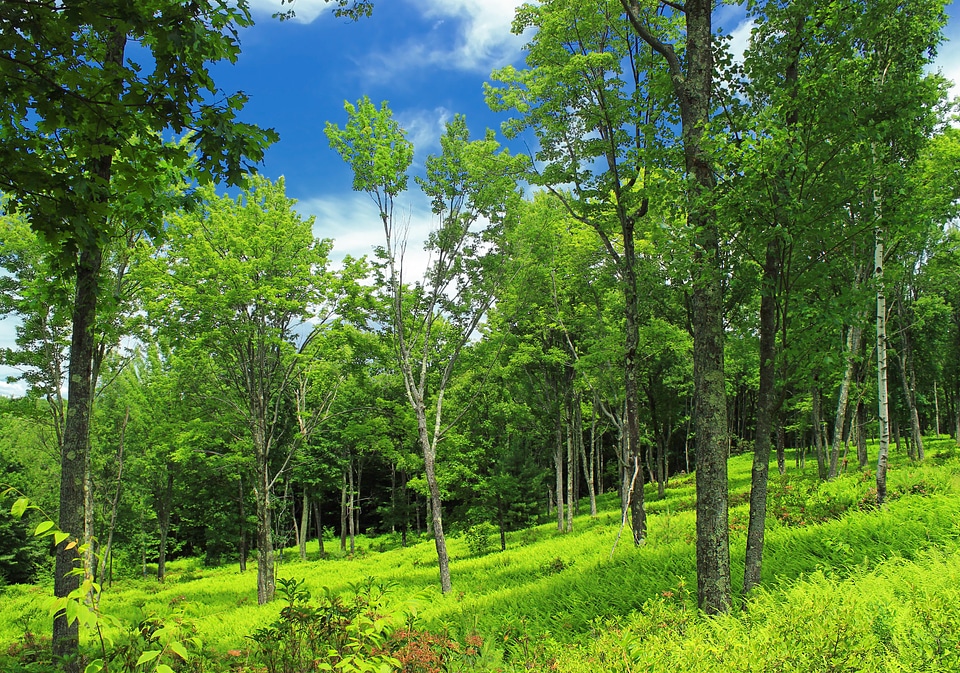 Birch branch countryside