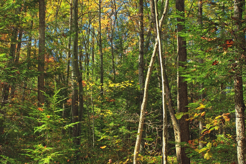 Autumn birch branch