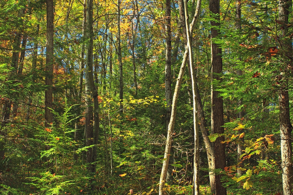 Autumn birch branch photo