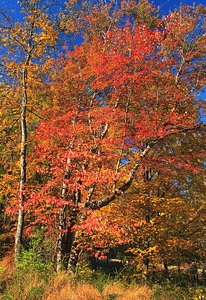 Autumn autumn season branch