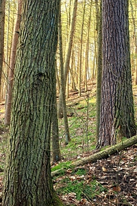 Autumn bark branch photo