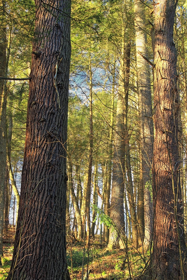 Autumn autumn season branch
