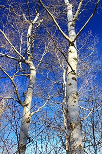 Bark birch branch photo