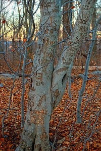 Autumn bark birch photo