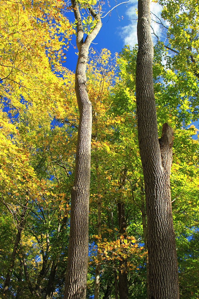 Autumn autumn season branch