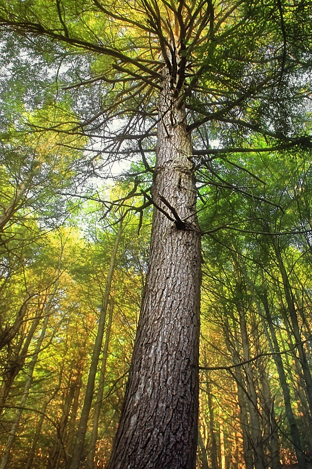 Autumn bark branch