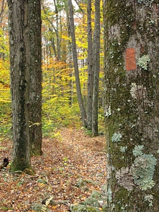 Autumn bark birch photo