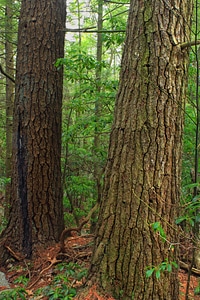 Birch branch environment