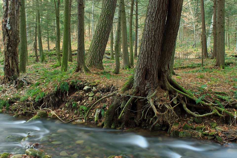 Branch environment foliage