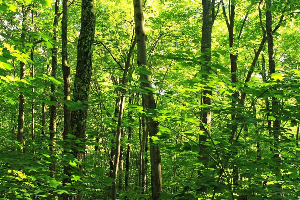 Beech birch branch photo