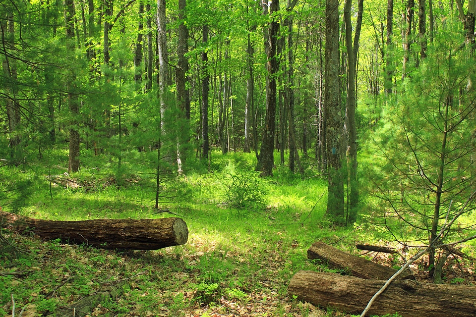 Birch branch environment photo