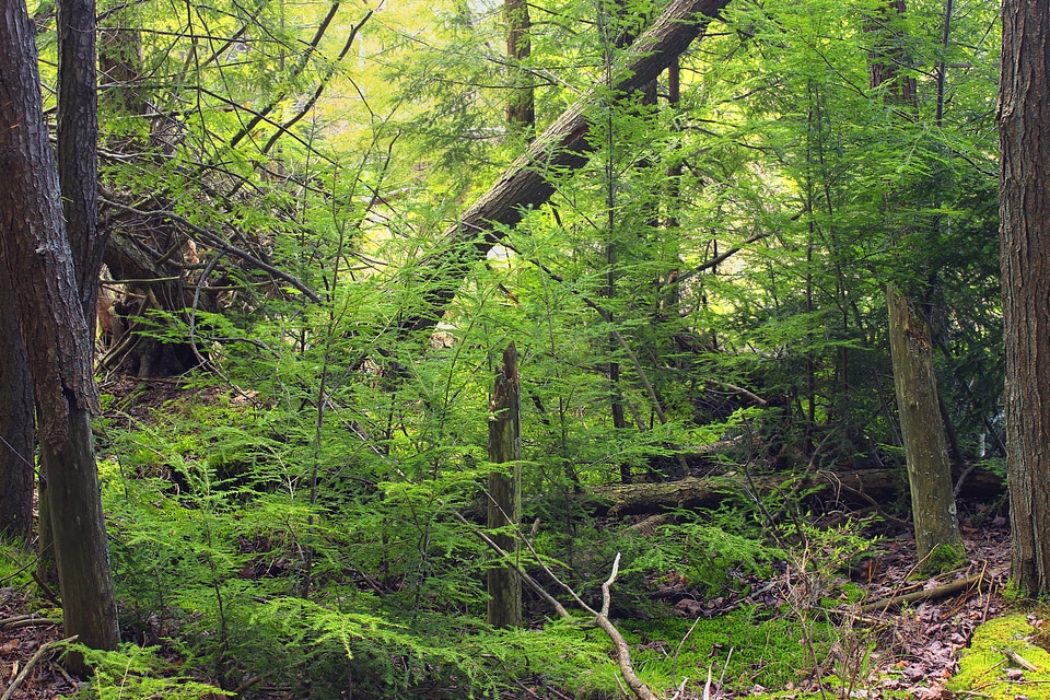 Branch daylight environment