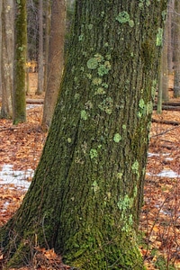 Autumn bark branch