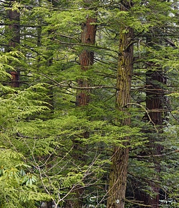 Branch conifer conifers