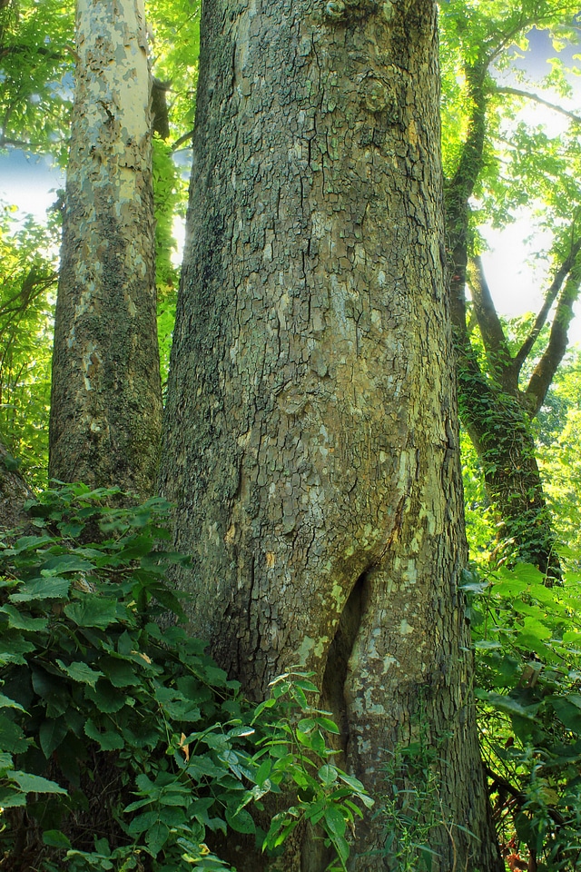 Bark branch environment photo