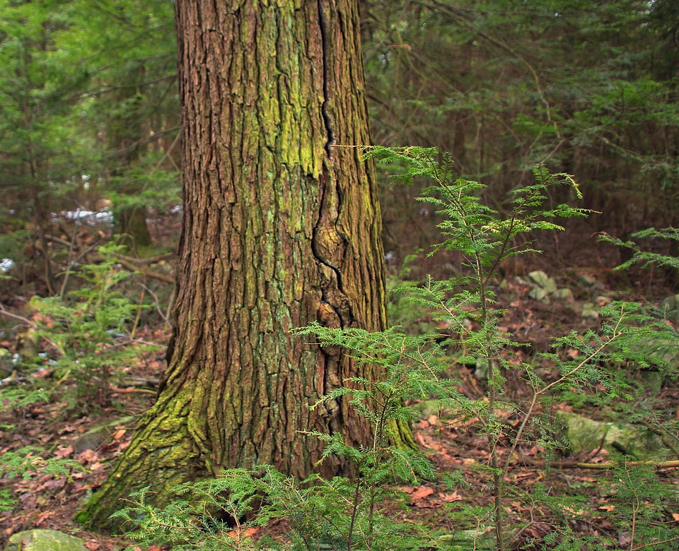 Bark branch conifer