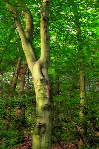 Branch environment flora