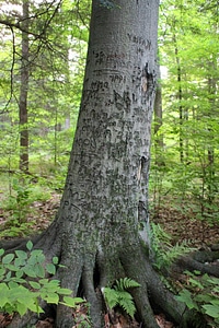 Bark branch environment