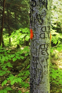 Bark branch environment