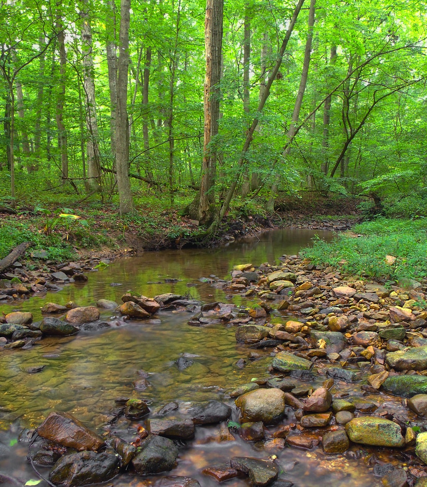 Branch environment foliage