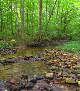 Branch environment foliage photo