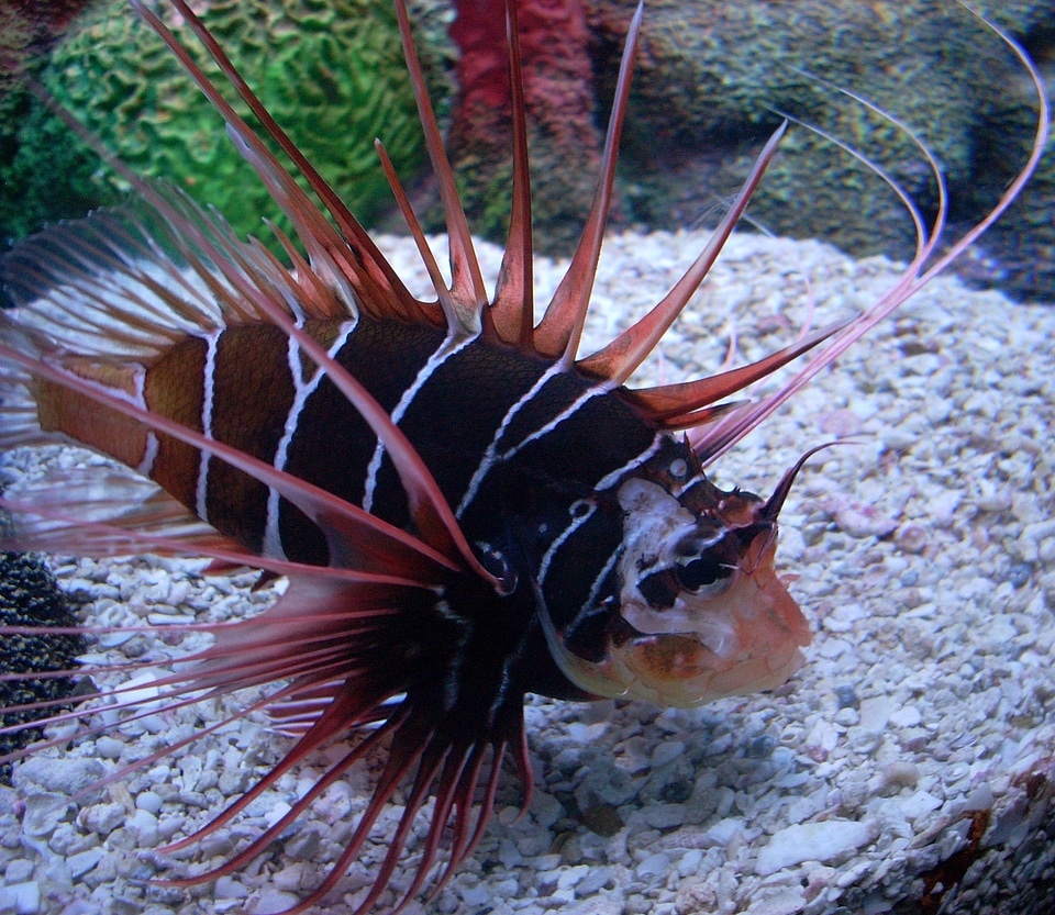 Ocean reefs tropical