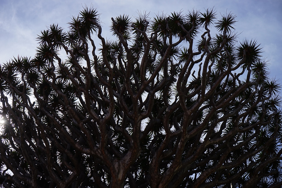 Aesthetic branches crown
