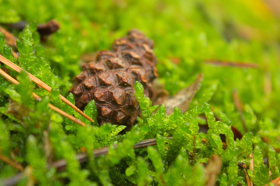 Forest landscape forests